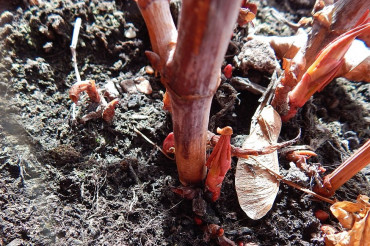 In Season: Japanese Knotweed 