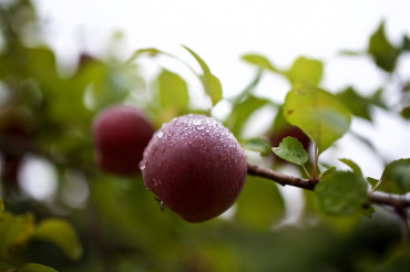 Adams Apple Orchard