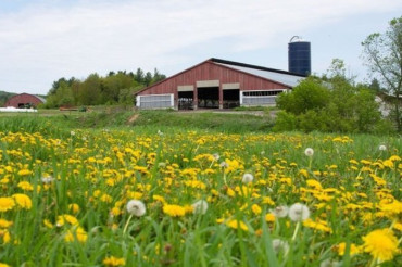 Morgan Brook Farm