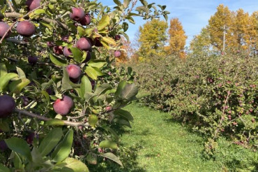 Terry's Orchard