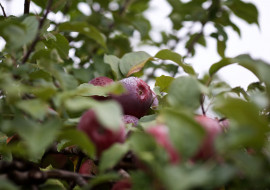 Wellwood Orchards