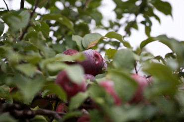 Wellwood Orchards