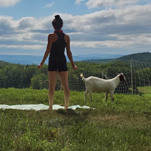 Goat Yoga Morse Brook