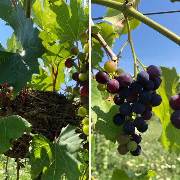 Grapes Birds Nest