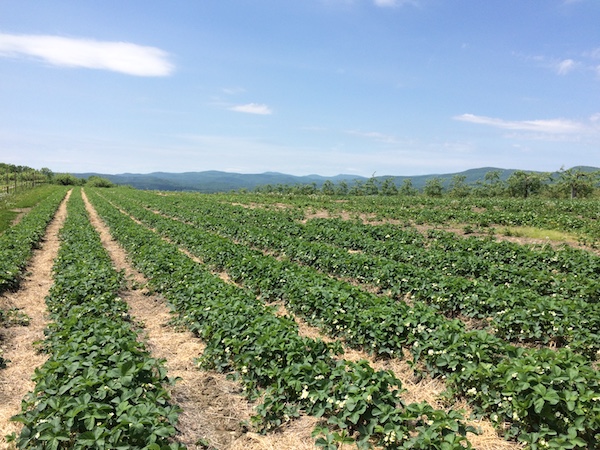 Wellwood strawb rows