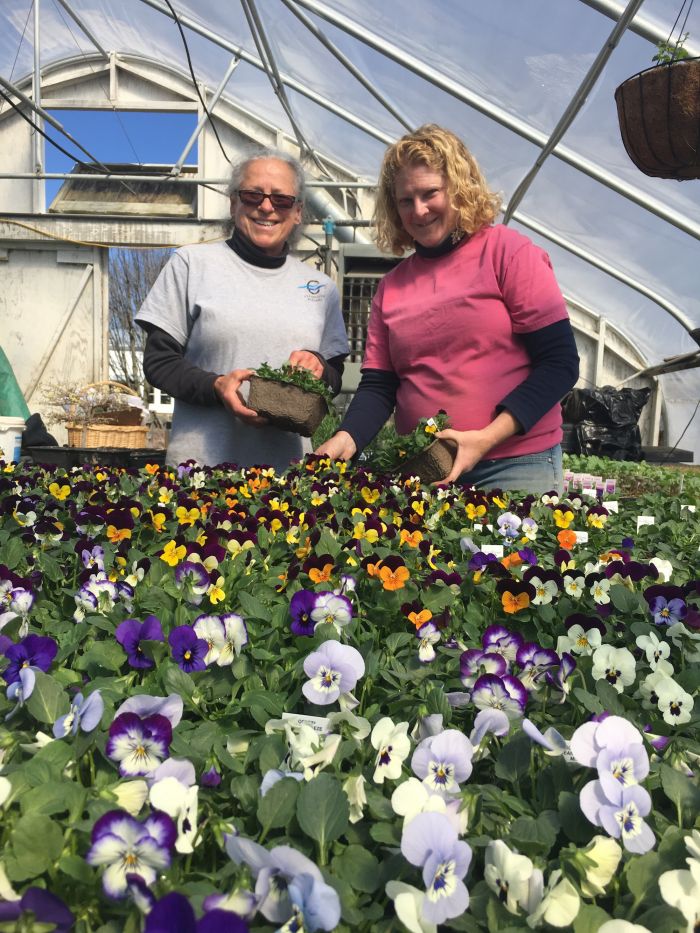 Violas GoldenRusset