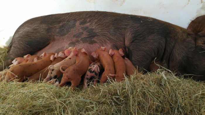 Spring Piglets