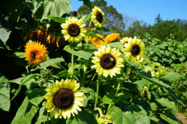 6th Annual Sunflower House of Billings Farm & Museum | Open Farm Week 2024