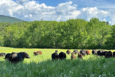 Guided Farm Tour at Plew Farm | Open Farm Week 2024