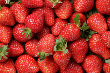 50th Annual Strawberry Festival at Vergennes City Park