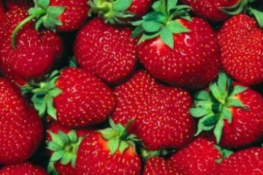 Wellwood Orchards Annual Strawberry Festival