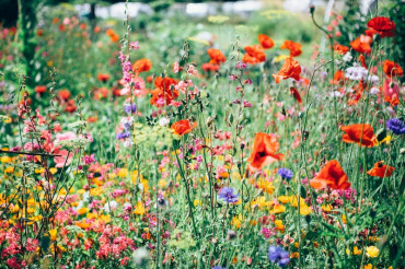 The Vermont Flower Show2023