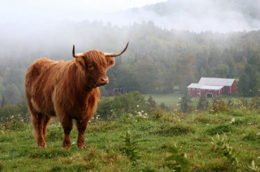 Animal Adventures: Vermont Open Farm Week 2024