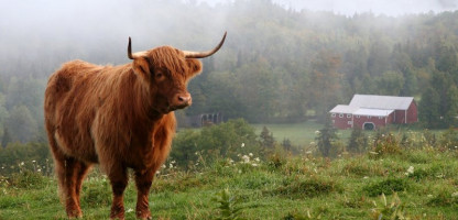 Animal Adventures: Vermont Open Farm Week 2024