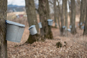 Guided Sugarbush Hike at Sugarbush Farm | Open Farm Week 2024