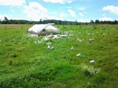 Pastured Chicken