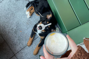 Dog Days of Summer! Celebrating Canine Companions at the Northfield Farmers Market | Open Farm Week 2024