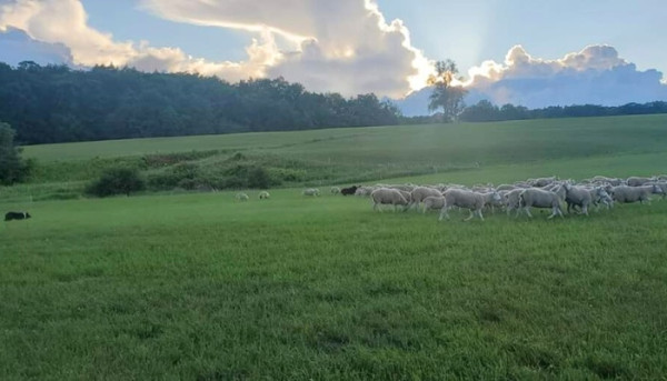 border collie herding sheep