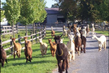 Champlain Valley Alpacas and Vermont Wedding Barn