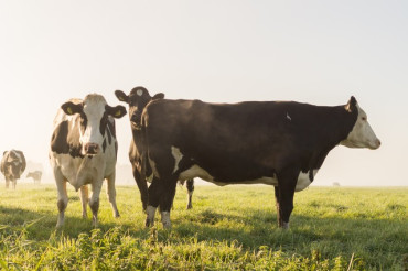 Dairy Fun Field Day at The Farm at Wheeler Mountain | Open Farm Week 2024