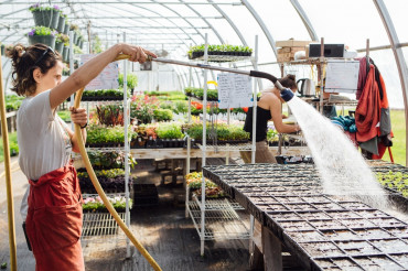 Red Wagon Plants