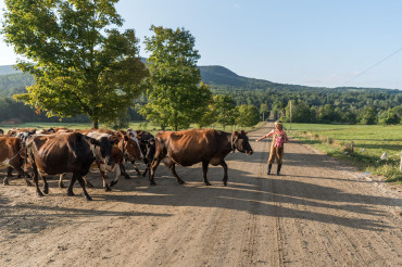 Farm Tour & Cheese Tasting at von Trapp Farmstead